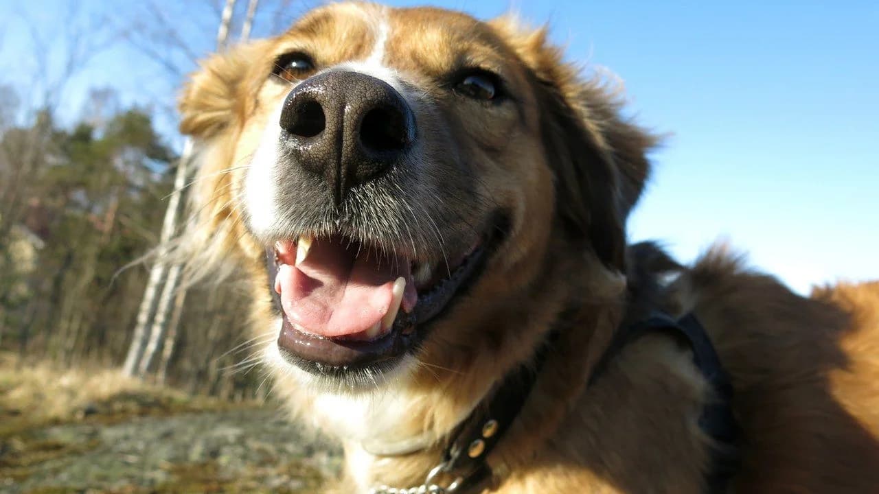A smiling rescue dog looking at the camera outdoors; no people visible.